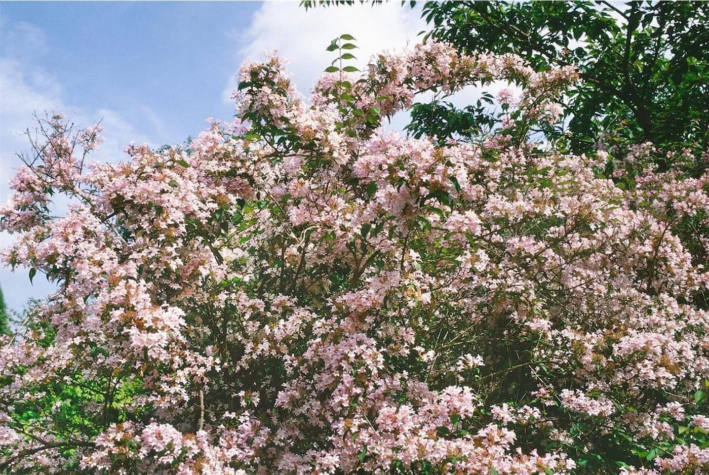 Pflanzen für Dich Kolkwitzia amabilis Pink Cloud, 1 St., Kolkwitzie, Perlmuttstrauch - Bild 1