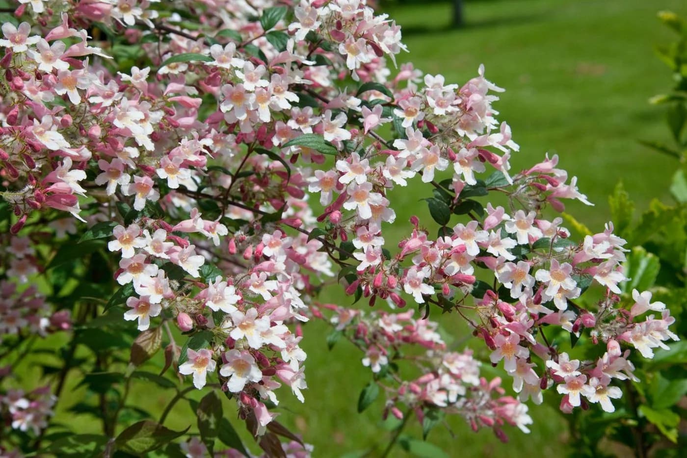 Pflanzen für Dich Kolkwitzia amabilis Pink Cloud, 1 St., Kolkwitzie, Perlmuttstrauch - Bild 2