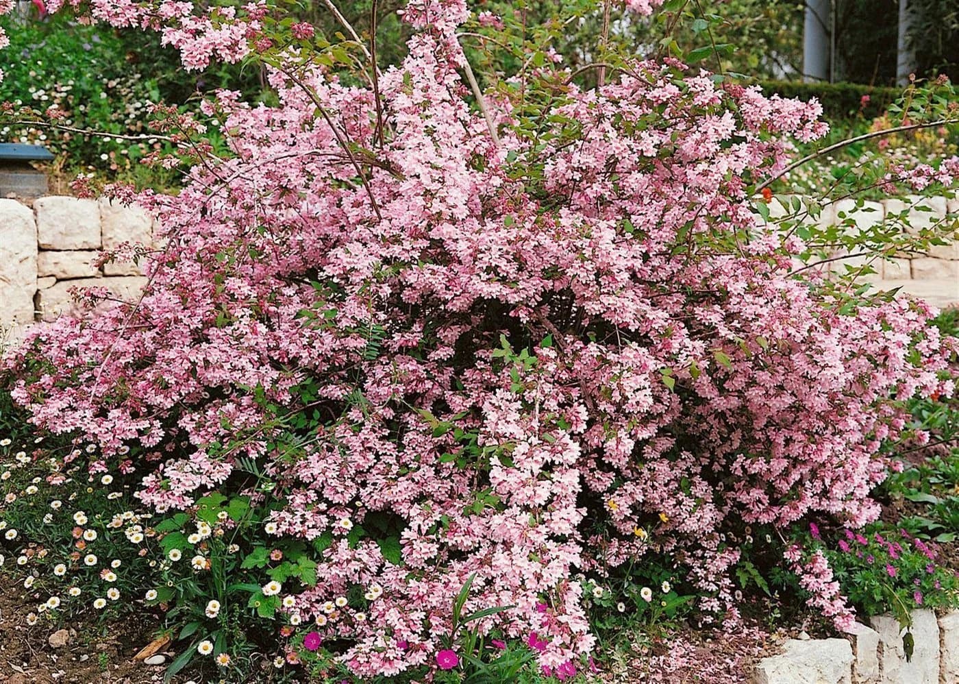 Pflanzen für Dich Kolkwitzia amabilis Pink Cloud, 1 St., Kolkwitzie, Perlmuttstrauch - Bild 4