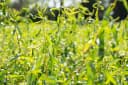 Pflanzen für Dich Korkenzieherweide Salix matsudana Tortuosa Bild 1
