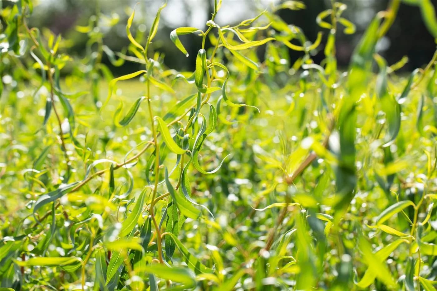 Pflanzen für Dich Korkenzieherweide Salix matsudana Tortuosa - Bild 1