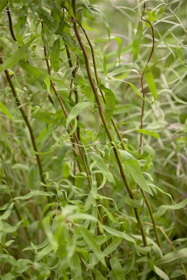 Pflanzen für Dich Korkenzieherweide Salix matsudana Tortuosa - Bild 2