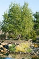 Pflanzen für Dich Korkenzieherweide Salix matsudana Tortuosa Bild 3