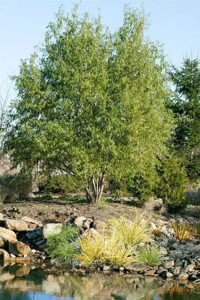 Pflanzen für Dich Korkenzieherweide Salix matsudana Tortuosa - Bild 3