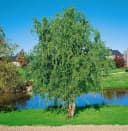 Pflanzen für Dich Korkenzieherweide Salix matsudana Tortuosa Bild 4