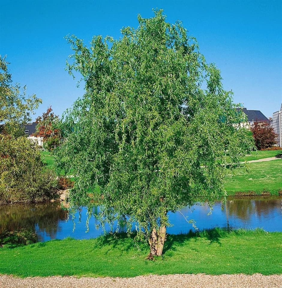Pflanzen für Dich Korkenzieherweide Salix matsudana Tortuosa - Bild 4