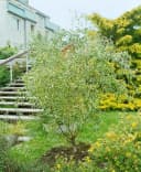 Pflanzen für Dich Korkenzieherweide Salix matsudana Tortuosa Bild 5
