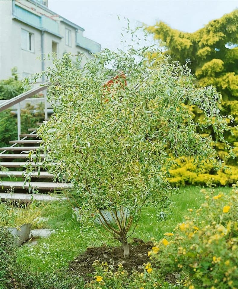 Pflanzen für Dich Korkenzieherweide Salix matsudana Tortuosa - Bild 5