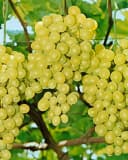 Pflanzen für Dich Obstpflanze Vitis vinifera Gelbe Trauben Kletterpflanze Bild 1