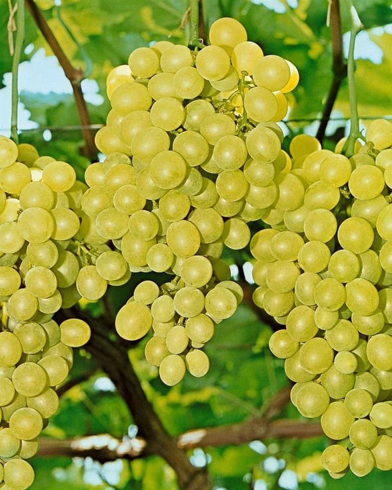Pflanzen für Dich Obstpflanze Vitis vinifera Gelbe Trauben Kletterpflanze