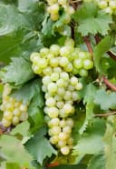Pflanzen für Dich Obstpflanze Vitis vinifera Gelbe Trauben Kletterpflanze Bild 2