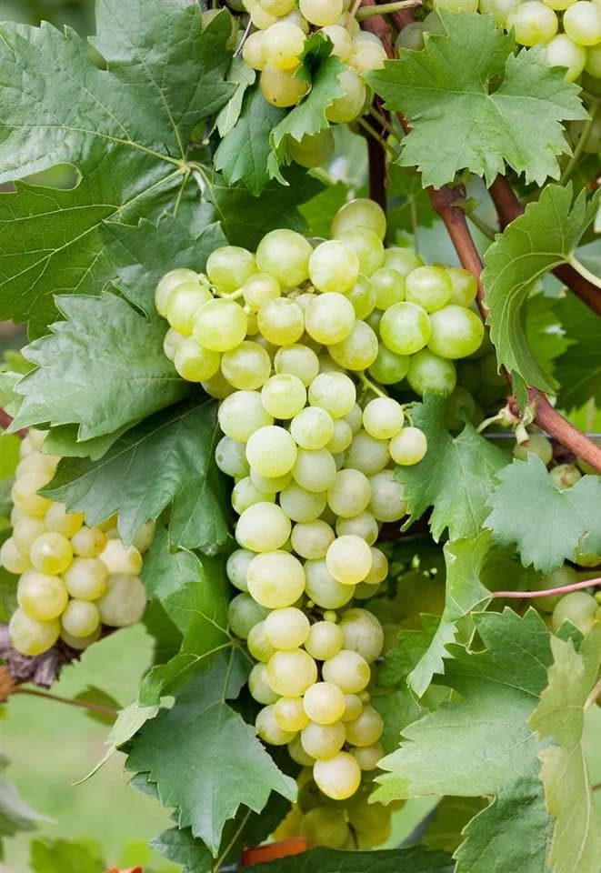 Pflanzen für Dich Obstpflanze Vitis vinifera Gelbe Trauben Kletterpflanze - Bild 2