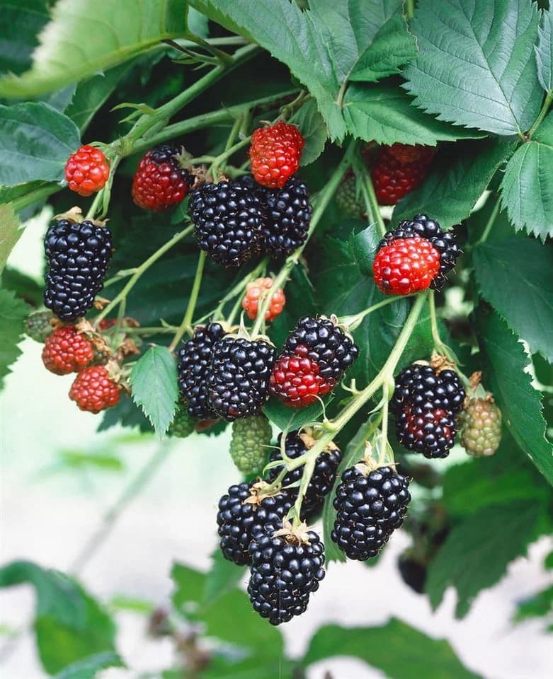 Pflanzen für Dich Brombeere Rubus frut. Triple Crown, 1 St., dornenlos, ertragreich