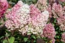 Pflanzen für Dich Rispenhortensie Sundae Fraise Rosa Bild 1