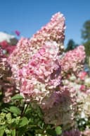 Pflanzen für Dich Rispenhortensie Sundae Fraise Rosa Bild 2