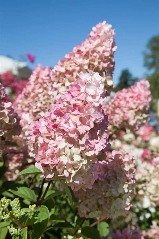 Pflanzen für Dich Rispenhortensie Sundae Fraise Rosa - Bild 2