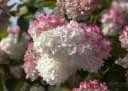 Pflanzen für Dich Rispenhortensie Sundae Fraise Rosa Bild 3
