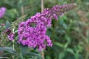 Pflanzen für Dich Buddleja davidii Border Beauty Sommerflieder Bild 1