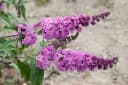Pflanzen für Dich Buddleja davidii Border Beauty Sommerflieder Bild 2