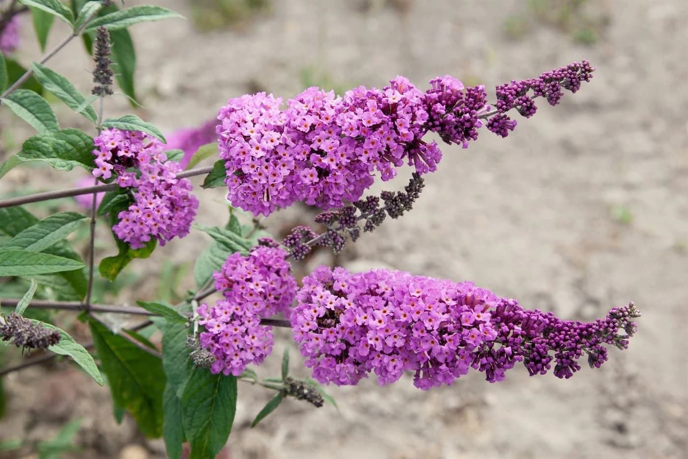 Pflanzen für Dich Buddleja davidii Border Beauty Sommerflieder - Bild 2
