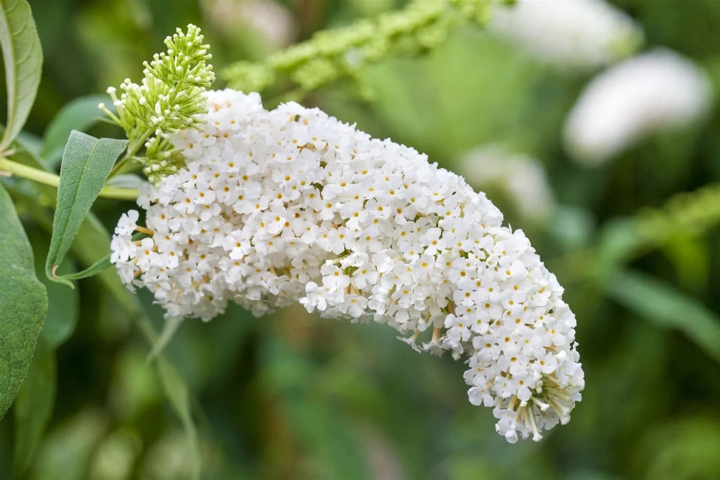 Pflanzen für Dich Buddleja 'White Profusion' 1 St. Schmetterlingsflieder Weiß