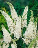 Pflanzen für Dich Buddleja 'White Profusion' 1 St. Schmetterlingsflieder Weiß Bild 3