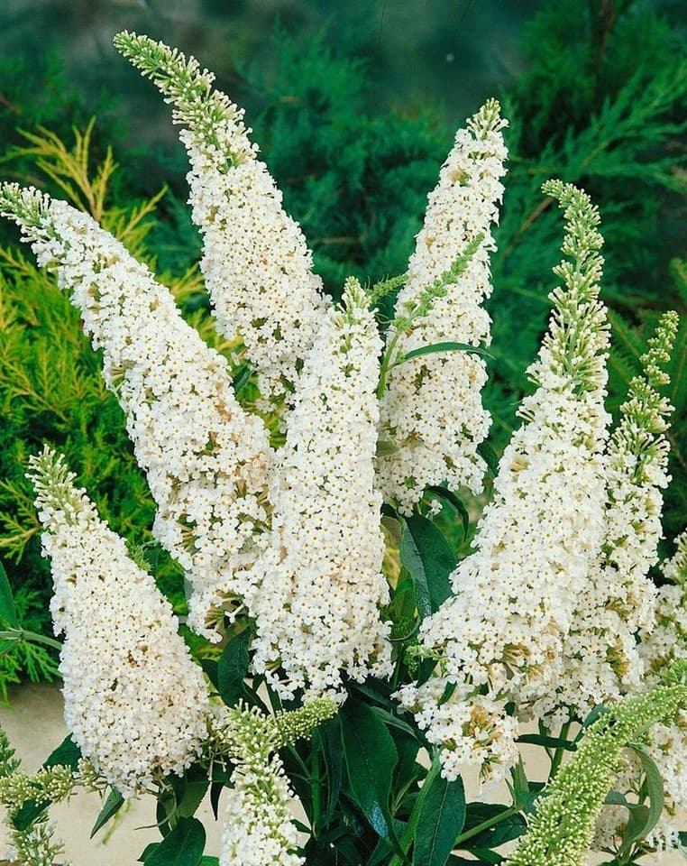 Pflanzen für Dich Buddleja 'White Profusion' 1 St. Schmetterlingsflieder Weiß - Bild 3