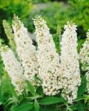 Pflanzen für Dich Buddleja 'White Profusion' 1 St. Schmetterlingsflieder Weiß Bild 4