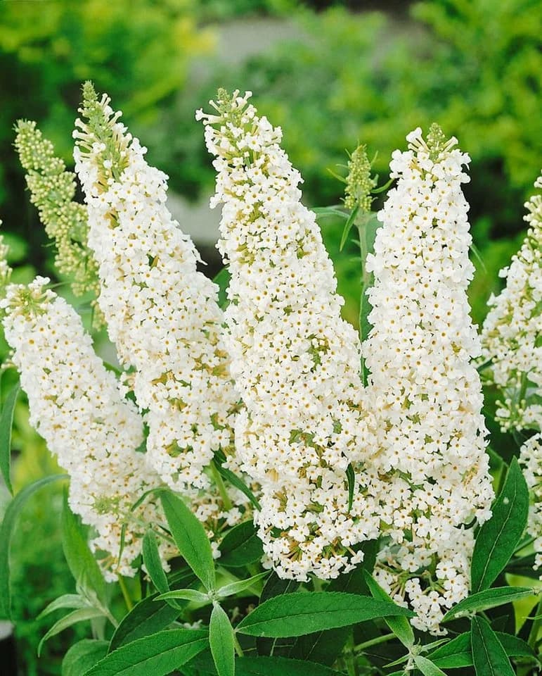 Pflanzen für Dich Buddleja 'White Profusion' 1 St. Schmetterlingsflieder Weiß - Bild 4