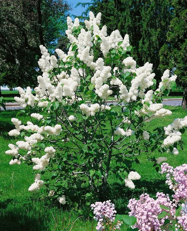Pflanzen für Dich Weißer Flieder Syringa vulgaris 'Alba' 1 St.