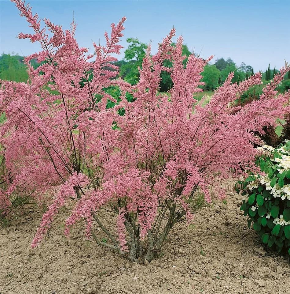 Pflanzen für Dich Tamarix tetrandra Viermännige Tamariske - Bild 1