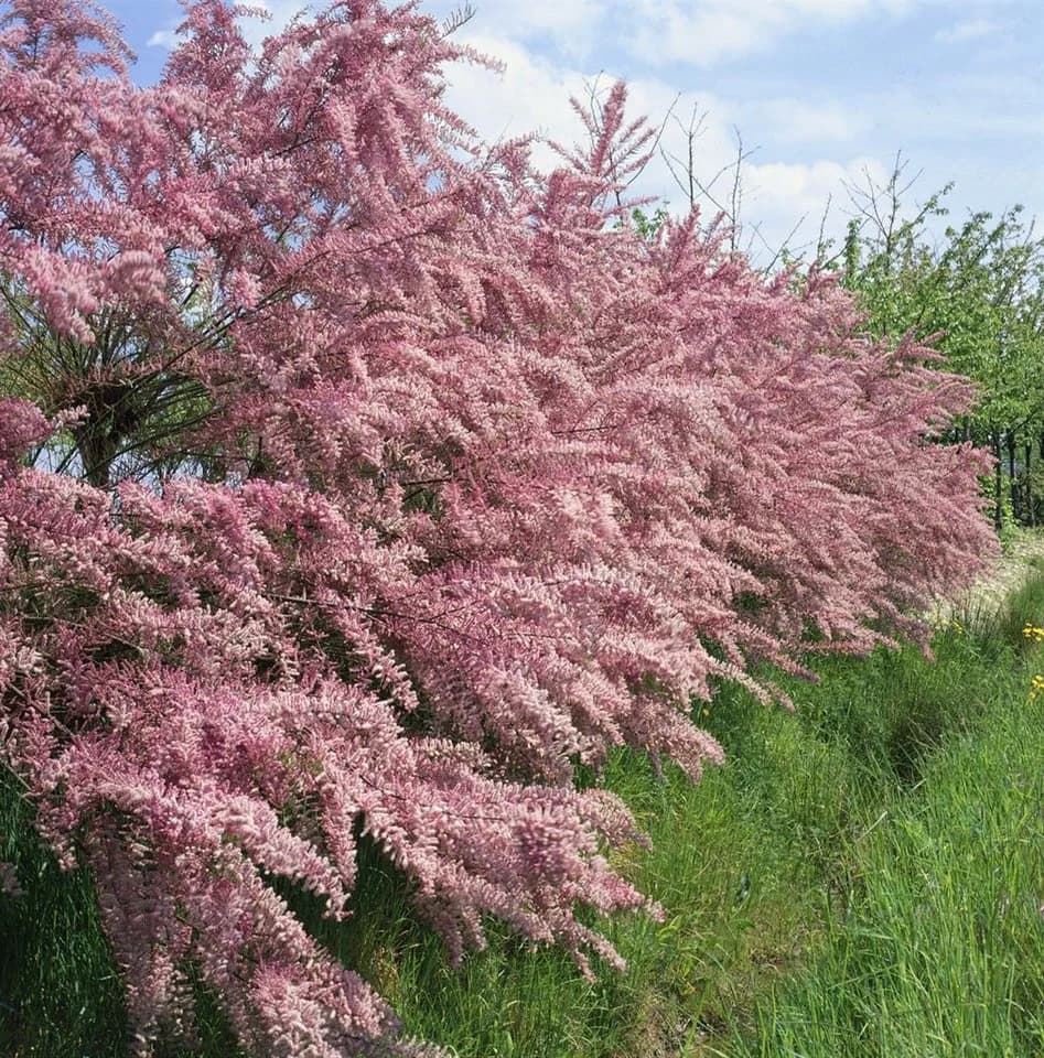 Pflanzen für Dich Tamarix tetrandra Viermännige Tamariske - Bild 2