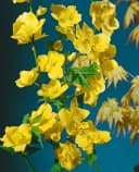 Pflanzen für Dich Kerria japonica Golden Guinea Ranunkelstrauch Gelb Bild 1