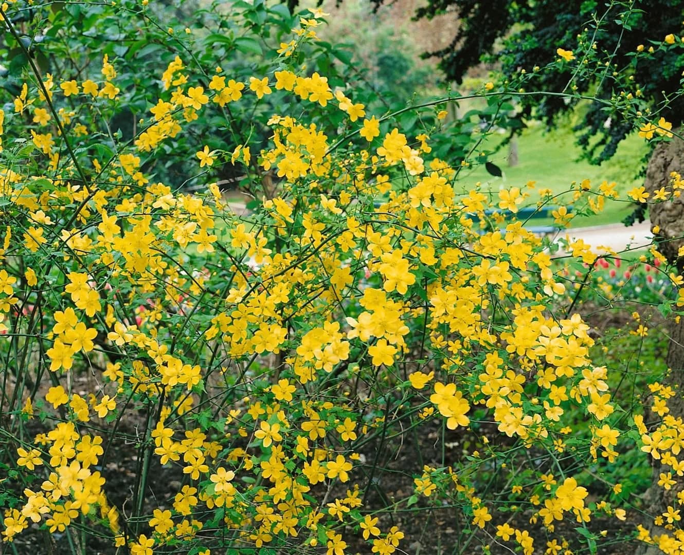 Pflanzen für Dich Kerria japonica Golden Guinea Ranunkelstrauch Gelb - Bild 2