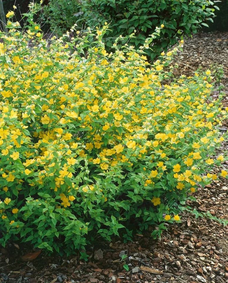 Pflanzen für Dich Kerria japonica Golden Guinea Ranunkelstrauch Gelb - Bild 3