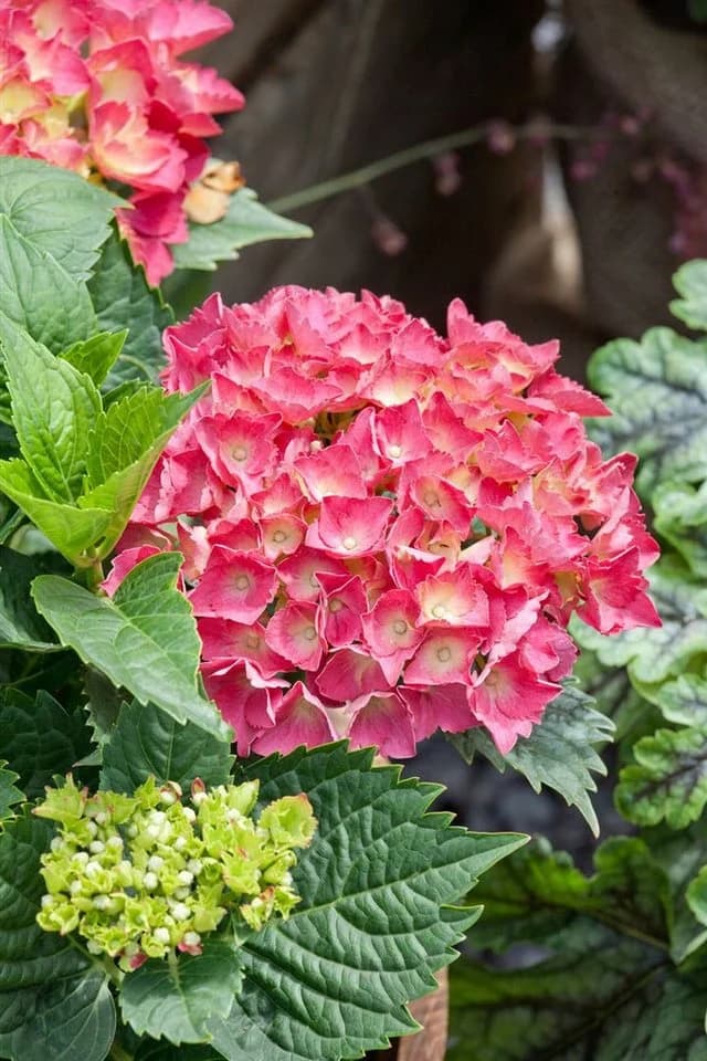 Bauernhortensie Red Baron Hydrangea macrophylla 1 St. Leuchtend Rot