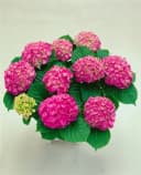 Bauernhortensie Red Baron Hydrangea macrophylla 1 St. Leuchtend Rot Bild 2