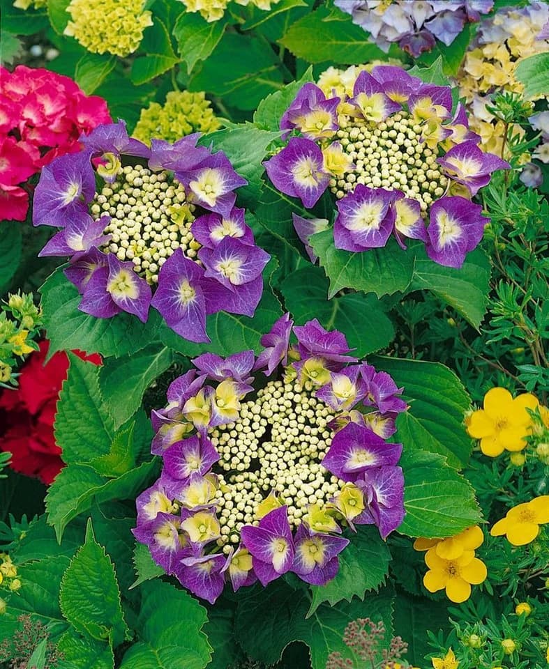 Pflanzen für Dich Hydrangea macrophylla Frisbee Hot Pink Bauernhortensie