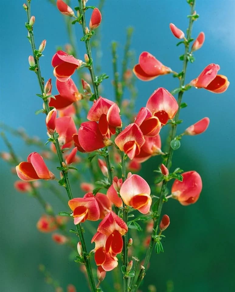 Cytisus scoparius 'Johnson's Crimson' Besenginster Rot 40–50 cm