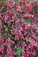 Cytisus scoparius 'Johnson's Crimson' Besenginster Rot 40–50 cm Bild 2