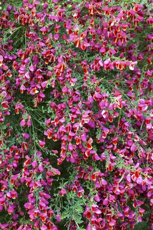 Cytisus scoparius 'Johnson's Crimson' Besenginster Rot 40–50 cm - Bild 2