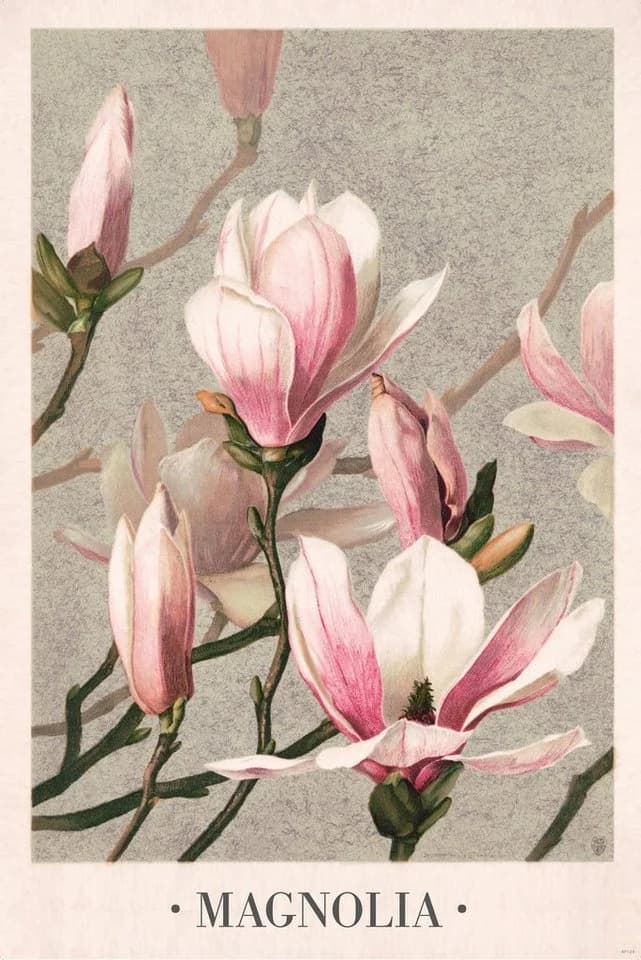 Close Up Poster Magnolia Louis Prang & Co 1886 Bunt - Bild 2