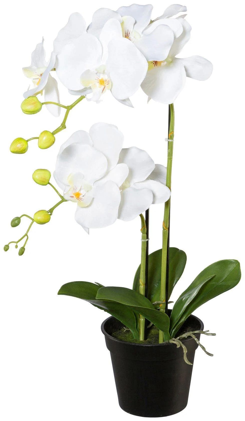 CREATIV GREEN Kunstorchidee Weiß 55cm mit Übertopf