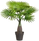 Creativ green Kunstpalme Palme Mini Grün 45cm Bild 1