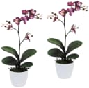 Creativ green Kunstpflanze Orchidee Phalaenopsis Lila 55cm Bild 2