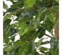 Creativ green Kunstpflanze Ficus benjamina Grün mit Naturstamm Bild 1