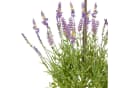 Creativ green Kunstpflanze Lavendel 120 cm Violett Bild 1