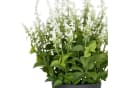 Creativ green Kunstpflanze Salvia superba Grün UV-beständig Bild 1