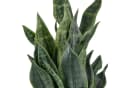 Creativ Green Kunstpflanze Sanseveria Grey Stripe Dunkelgrün Bild 1