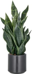Creativ Green Kunstpflanze Sanseveria Grey Stripe Dunkelgrün Bild 2